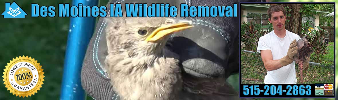 Des Moines Wildlife and Animal Removal